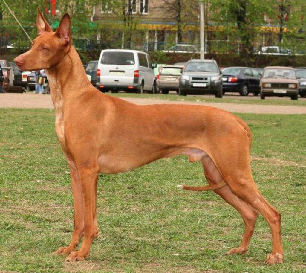 Anubis breed best sale