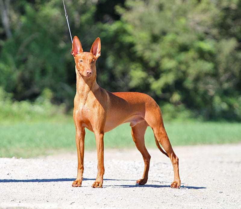 Pharaoh Hound - The Breed Archive