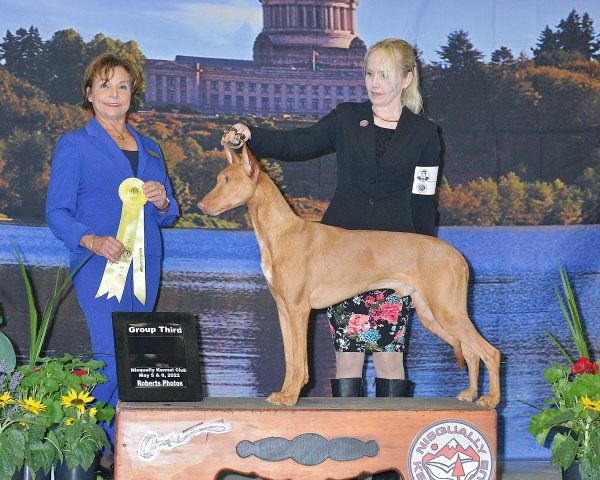 Pharaoh Hound - The Breed Archive