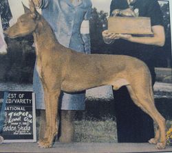 Bija pharaoh sale hounds